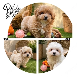 Maltipoo Welpen