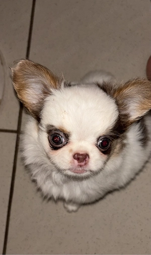chihuahua welpe Mädchen 