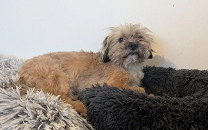 Herzenshund Tino