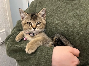 Britisch Kurzhaar Kitten