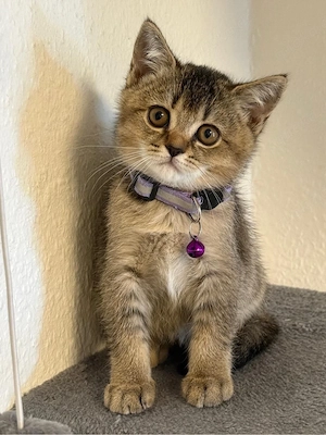 BKH Kitten