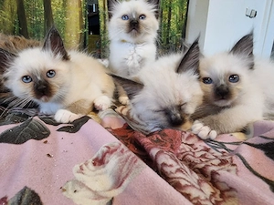 Heilge Birma Kitten 