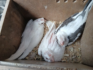 Nymphensittich Babys 