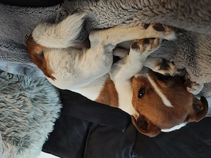Suche eine langfristige Hundebetreuung 