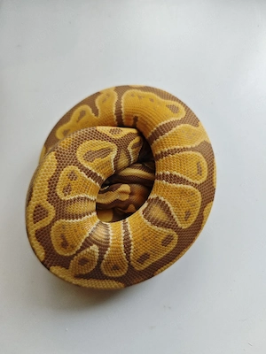 0.1 ultramel Het pied nz25