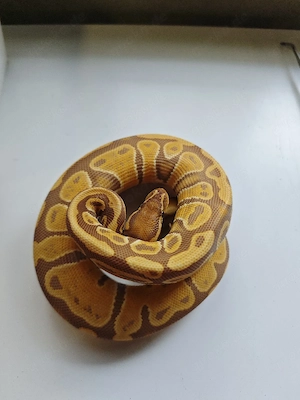 0.1 ultramel Het pied nz25