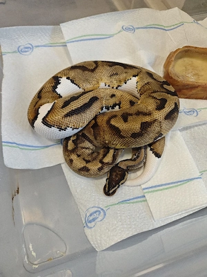 0.1 Pied Het ultramel Pos Nr Mandarin 