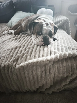 Old english Bulldogge sucht neuen Wirkungskreis 