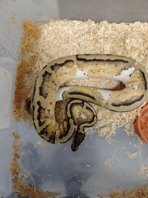 1.0 Pastel orange dream pied