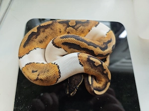 1.0 Pied Het ultramel 