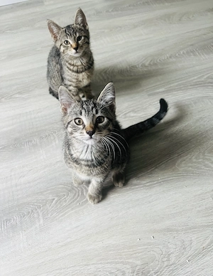 Babykatzen 