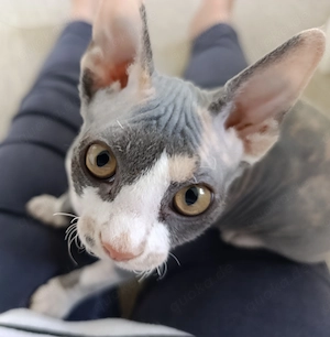 Kleine Nacktkatze - mit Vibrissen