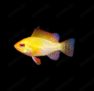 Goldene Schmetterlingsbuntbarsche Mikrogeophagus ramirezi 