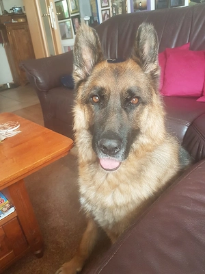 *ASTOR* ein sehr lieber und braver Rüde, der einem Menschen ganz viel Liebe gibt Bild 3