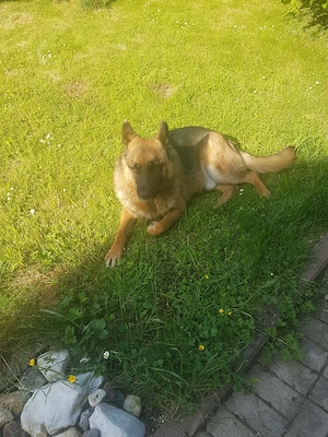 *ASTOR* ein sehr lieber und braver Rüde, der einem Menschen ganz viel Liebe gibt Bild 4
