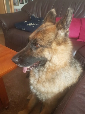 *ASTOR* ein sehr lieber und braver Rüde, der einem Menschen ganz viel Liebe gibt Bild 7