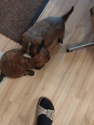chihuahua welpen