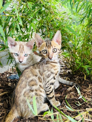 Wunderschöne Bengal Kitten abzugeben   Snow Bengal dabei