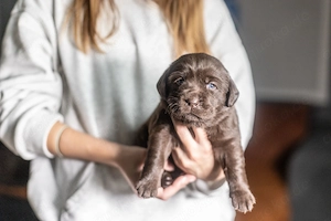 Labrador Welpen 