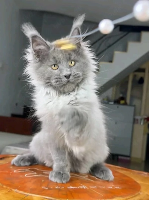    Wunderschöne Maine-Coon-Kätzchen suchen ein liebevolles Zuhause   