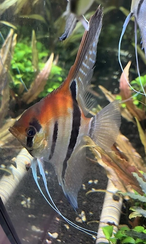Manacapuru Rotrücken Skalar - Pterophyllum scalare - Fische
