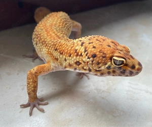 Clown Electric p.h Tremper Leopardgecko Männchen