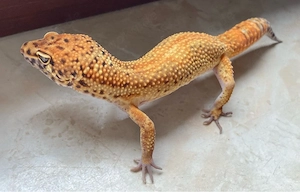 1.1 Clown het. Raptor Leopardgeckos