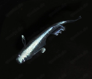 Medaka Blue Ramune - Teich Fische - Reisfisch - Miniteich