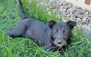 Naya - süßes Terrier-Mix-Mädchen