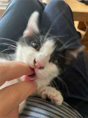 Kleiner Kater (Kitten, Katzenbaby) in liebevolle Hände abzugeben