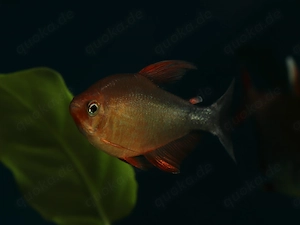 Hyphessobrycon peugeoti - Salmler - Tetra - Aquarium - Fische