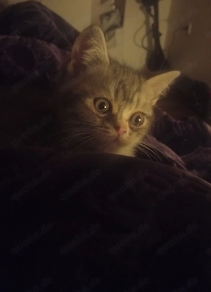 bkh letzter kater 