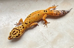 Afghan Tangerine Clown cross p.h Raptor Leopardgecko Weibchen