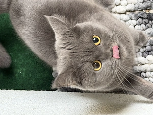 Bkh Katze abzugeben kastriert 