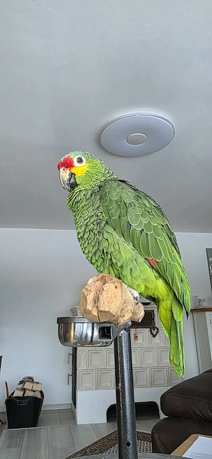 Gelbwangenamazone 