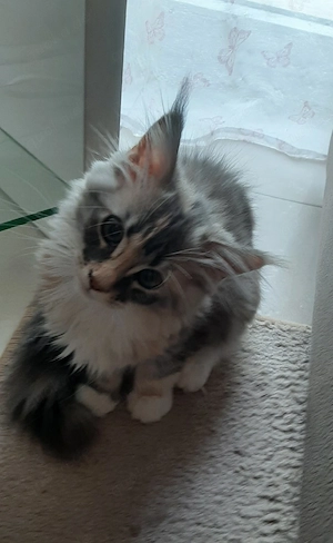 Maine Coon Kitten Reinrassig 