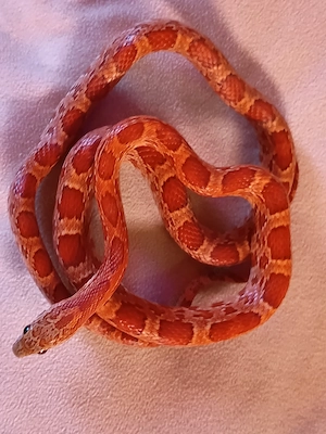 Kornnattern Hobbyaufgabe 
