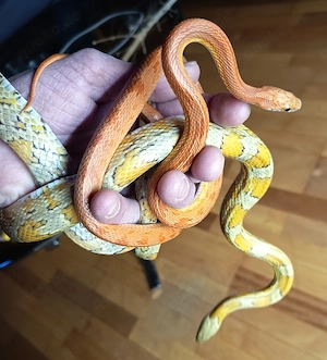 Kornnattern Hobbyaufgabe 