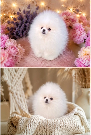 Pomerania Bärchen mit Stammbaum