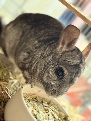 kastriertes Böckchen 