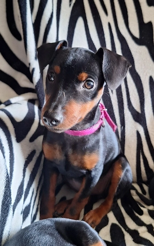 Zwergpinscher Welpen (Reinrassig) suchen ein Libevolles Zuhause 