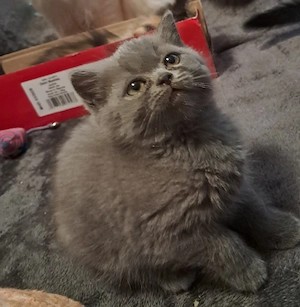katzen kitten