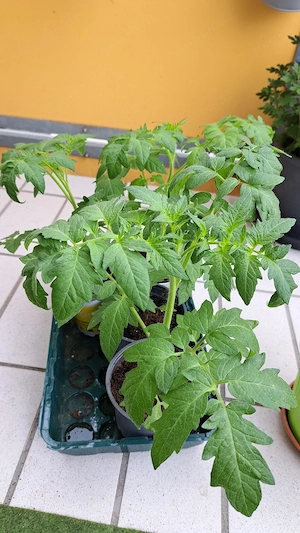 Kräftige Salat-Tomatenpflanzen 35cm  startklar für das Beet!