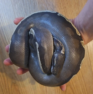 0.1 Königspython(Python regius) GHI Mojave 