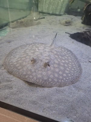 Potamotrygon Scobina Pärchen