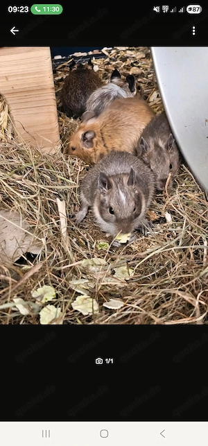 3 weibliche Degu Gruppe 