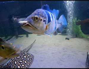 Cichla Piquiti Blue Azul Trio
