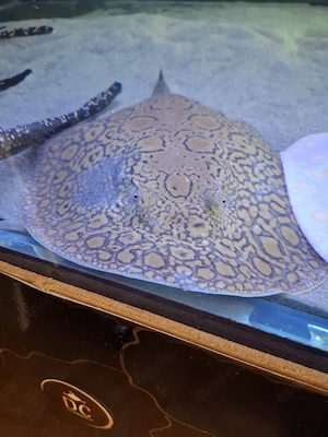 Potamotrygon Blue Mantilla Weibchen