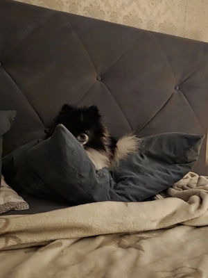 Zwergspitz Pomeranian