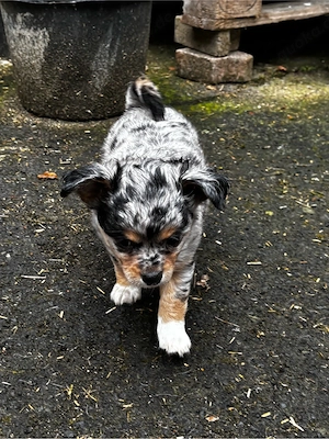 Chihuahua Langhaar Welpen suchen ein neues Zuhause